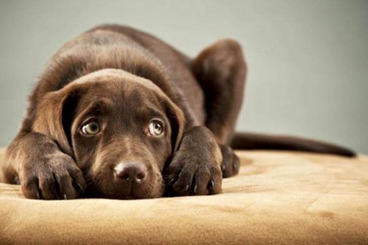 Piden no exponer a animales a juego pirotécnicos