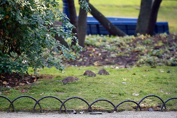 Plaga de ratas en París; invaden hasta las banquetas