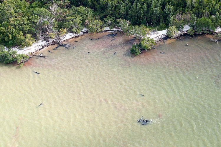 Mueren más de 80 delfines en costas de Florida