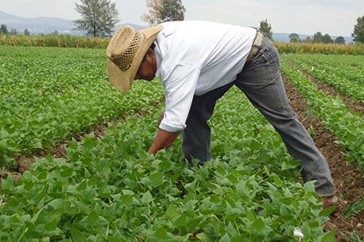 Se firmarán convenios con productores par evitar aumentos: SAGARPA