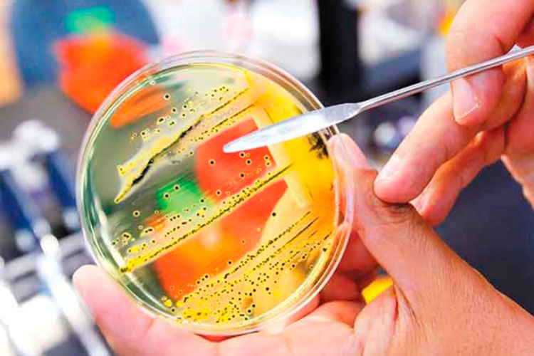 OMS alerta por bacterias resistentes a los antibióticos