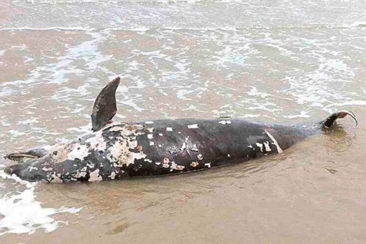 Revisará SEDUMA muerte de especies marinas en Madero