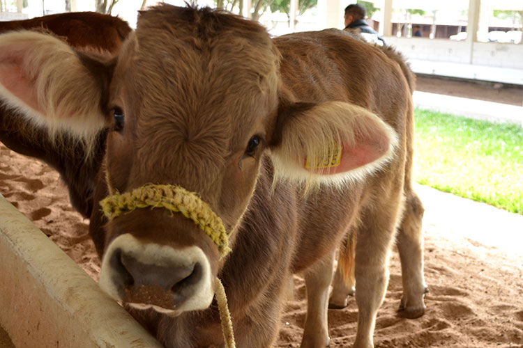 Realizará Desarrollo Rural primer Foro de Bovinos Leche