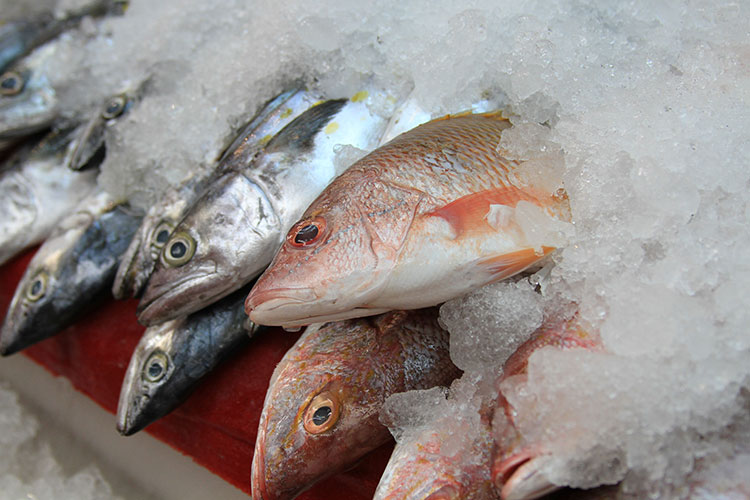 Garantiza SAGARPA abasto de productos del mar durante la Cuaresma 2017