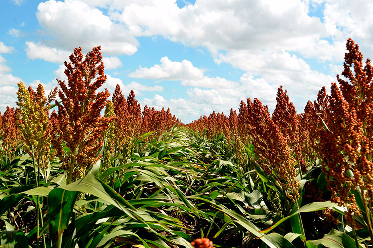 Productores de sorgo intercambiarán conocimientos e innovación