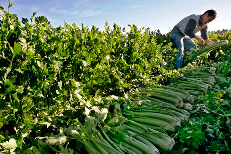 Daño severo a agricultores de EU si no acceden a México: WSJ