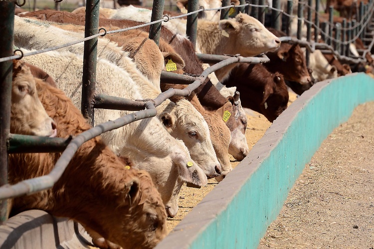 Verificarán Campaña de Tuberculosis Bovina en Tamaulipas