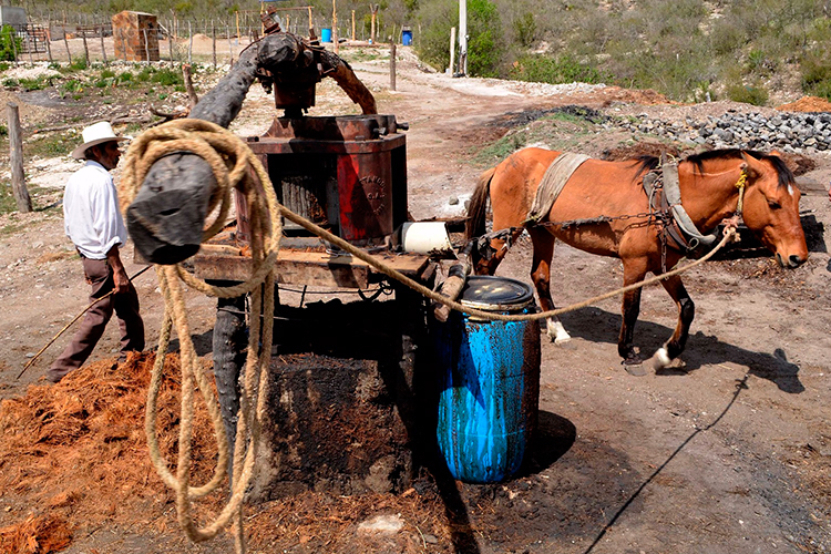 Se consolidan oportunidades para mezcaleros en Tamaulipas