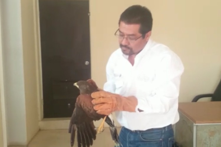 Rescatan Halcón de Harris en calles de matamoros