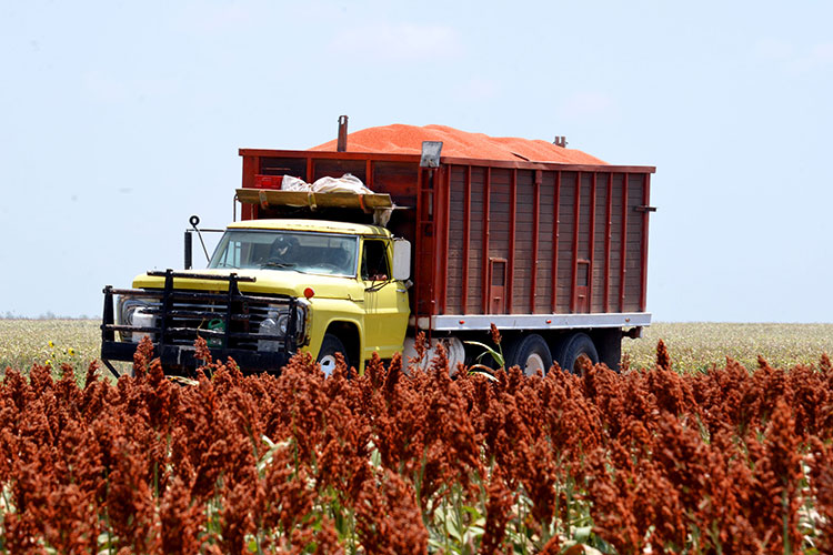Inicia tregua PF y Hacienda con productores de sorgo