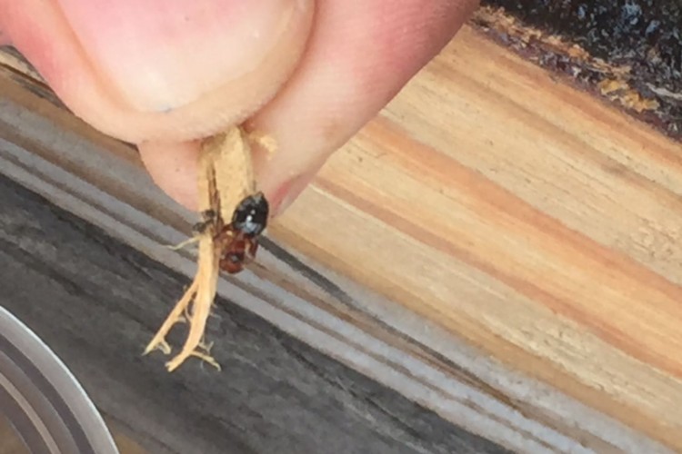 Envía Estados Unidos madera con plaga a Tamaulipas