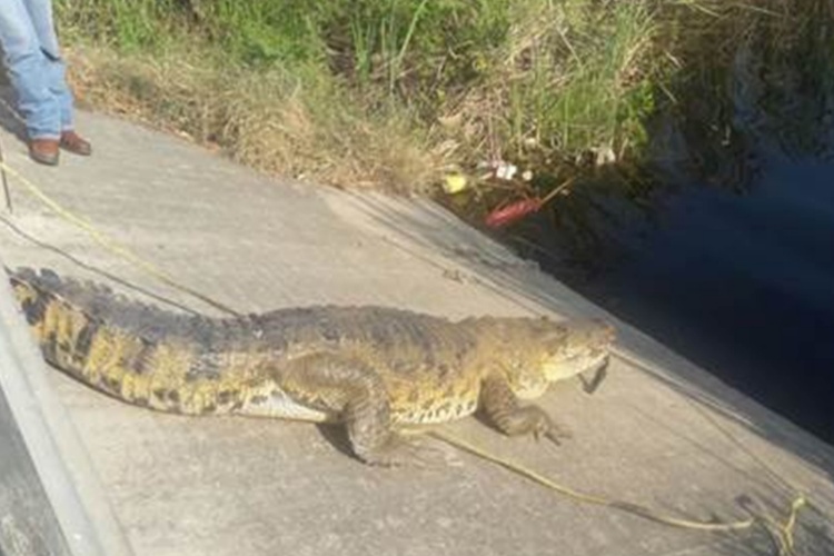 PROFEPA ’cancelan paseo’ a cocodrilo en Ciudad Madero