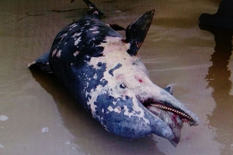 Aparece Delfin muerto en playa de Altamira