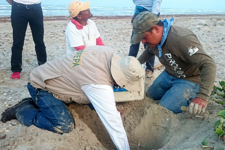 Protege Profepa nidos de tortuga lora en Matamoros