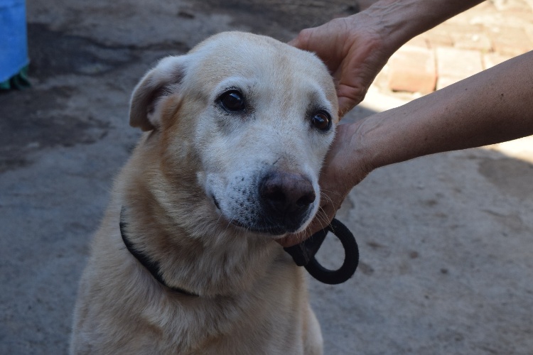 Piden a Gobernador crear Comité Estatal de Protección Animal