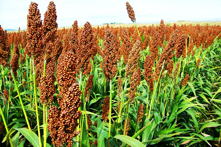 Paga SAGARPA 99% de el Proagro 2016