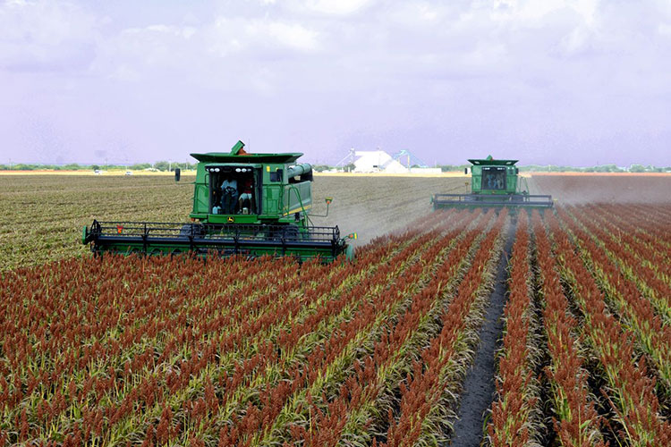 CONAGUA autoriza riego de ‘auxilio’ a productores en Tamaulipas
