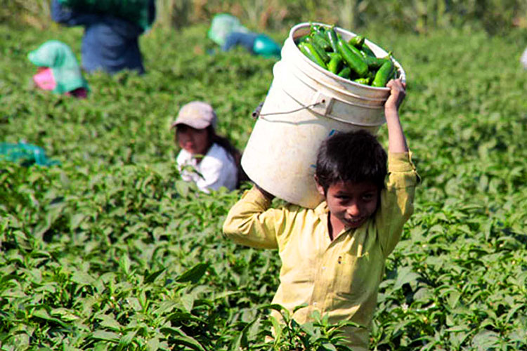 Contratan legalmente 2 niños por empresa en Tamaulipas