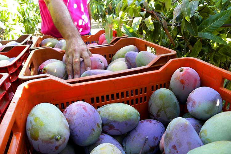 En alerta preventiva productores de mango en Tamaulipas