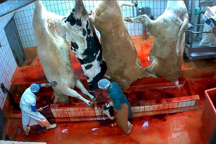 Sancionará COMUPA sacrificios de animales con crueldad