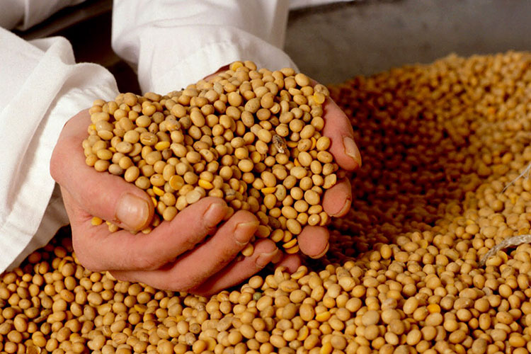 “Rematará” Victoria 450 bultos de semilla de sorgo y frijol