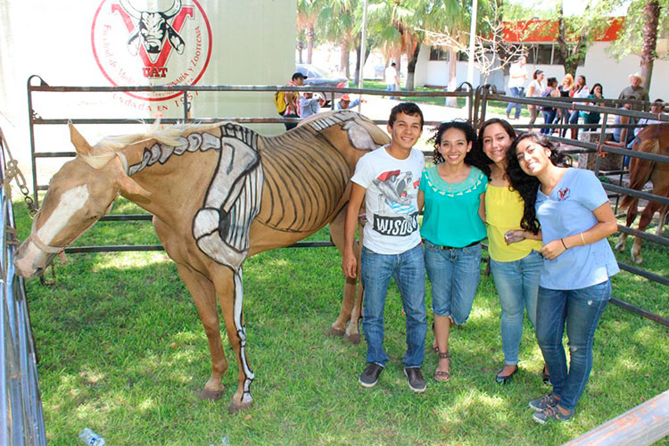 Diseñan la anatomía animal en movimiento
