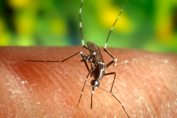 Detectan 20 casos sospechosos de Zika al día