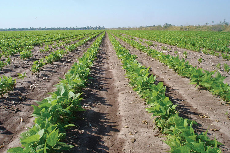 Ante la sequía abren ‘créditos’ a productores