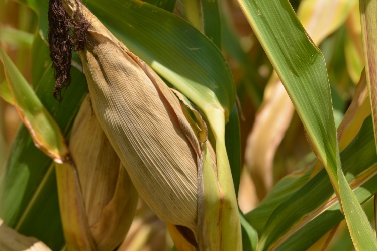 Amplían fecha de siembra para maíz