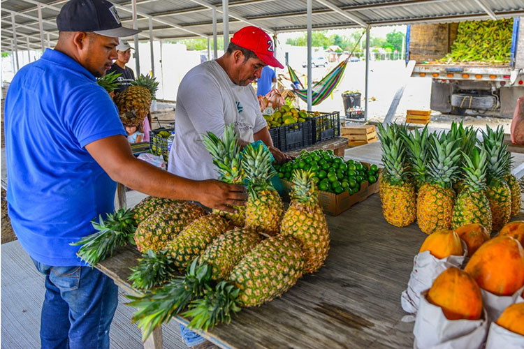 Construirán un cuarto frío en Mercado de Frutas y Verduras