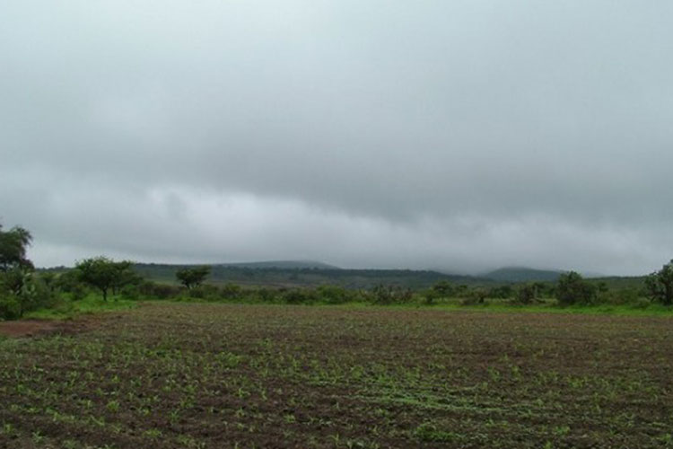 Lluvia frena siembras en sur de Tamaulipas