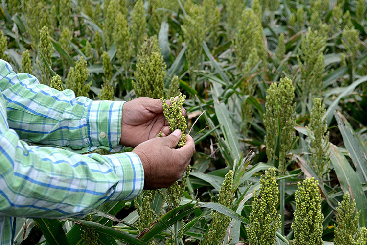 Detectan productoras pulgón amarillo en sorgo