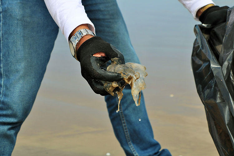 Turistas reportan presencia  de medusas en Playa Miramar