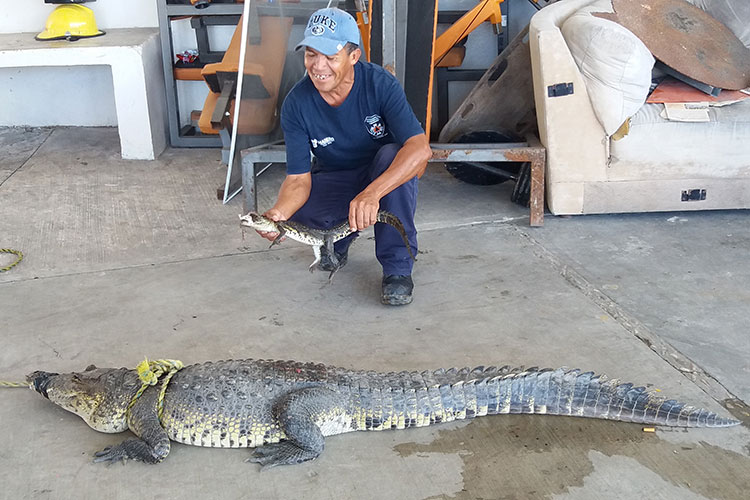 Capturan en Madero 3 cocodrilos en una sola tarde