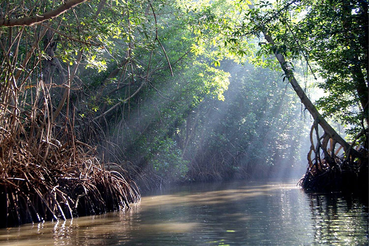 Trabaja Seduma para recuperar manglares