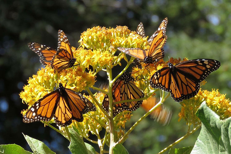 Diseñan protección para la Mariposa Monarca en Tamaulipas