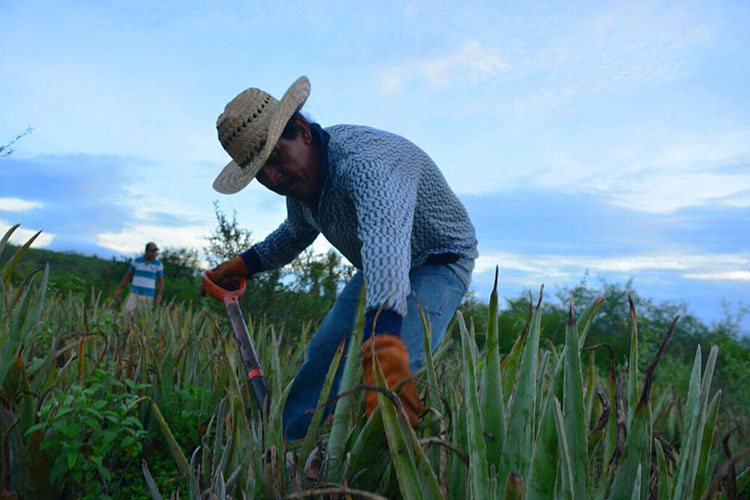 Busca Desarrollo Rural aminorar ‘sequía’ presupuestal