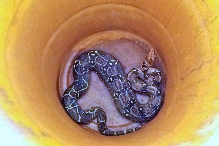 Enorme víbora y un cocodrilo deambulan por calles de Madero