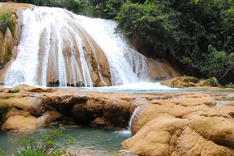 Preparan 5 mdp para reforestar Cascadas de Agua Azul