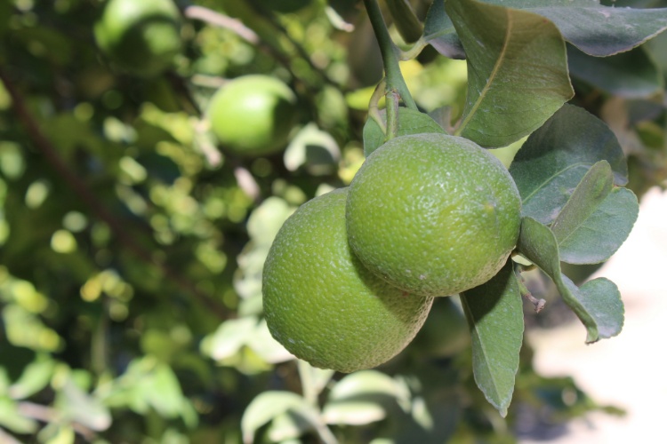 El 60% de la producción de Limón se va a EU y Canadá