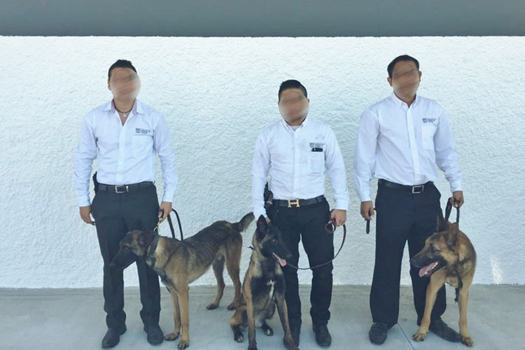 Llegan canes para búsqueda de desaparecidos en Tamaulipas