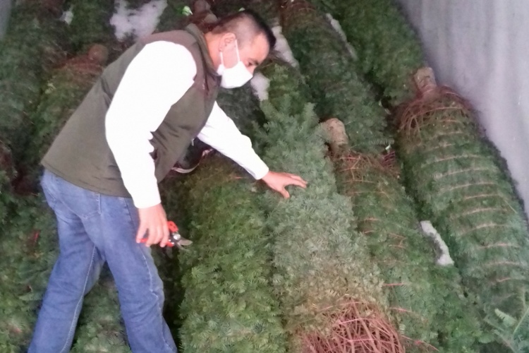 Evita PROFEPA ingreso de pinos de navidad a Tamaulipas