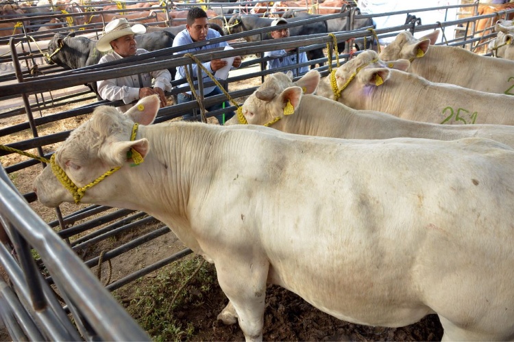 Entra Desarrollo Rural a inspección de rastros en Tamaulipas