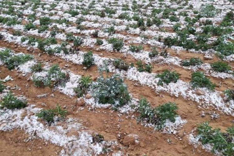 Nevada destruye cultivos en Tamaulipas