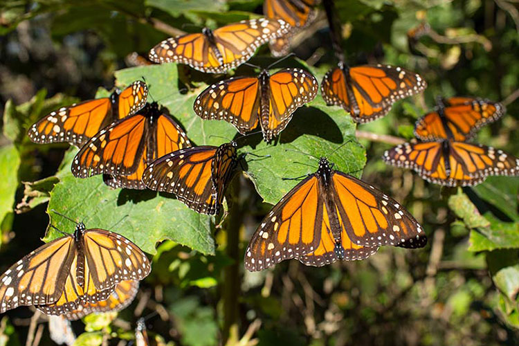 Mariposa Monarca, del atractivo turístico al sustento familia