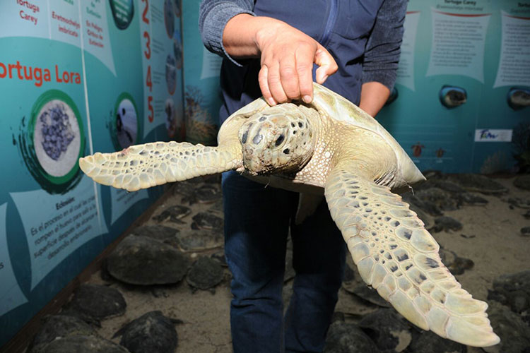 Rescatan y liberan a más de 200 tortugas en Tamaulipas