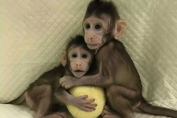 Clonan por primera vez monos en China