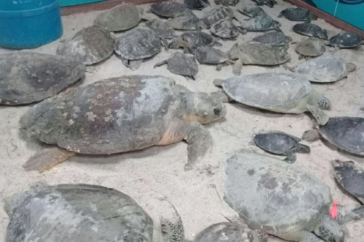 Dan protección a 120 tortugas en riesgo de  morir por el frío