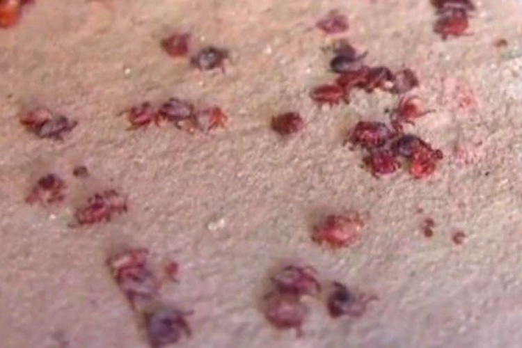 Invade plaga de pulgas y garrapatas Secundaria; Sector Salud no reacciona