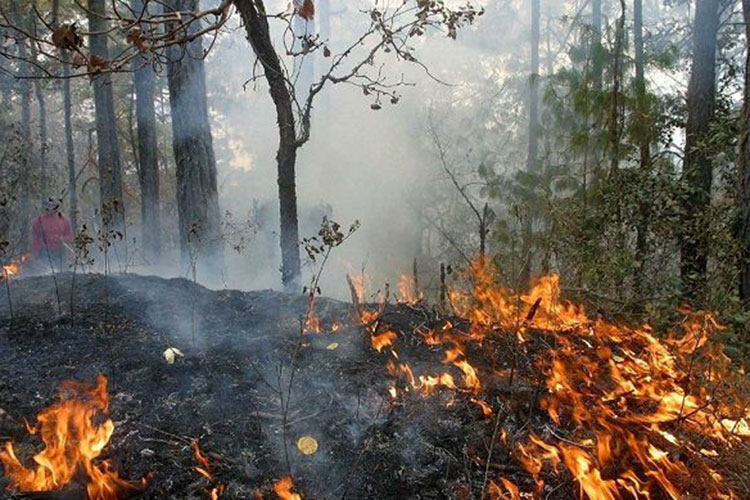 Bajaron 18 % los incendios forestales en enero: Conafor